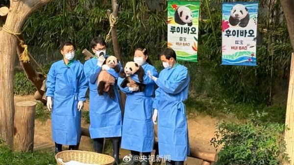 著名字啦！大熊猫“福宝”妹妹们叫“睿宝”、“辉宝”